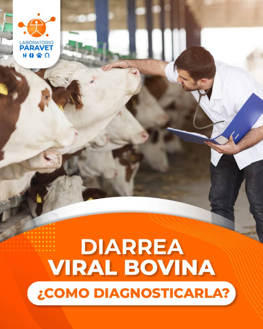 La técnica más utilizada para... - Laboratorios Paravet | Facebook