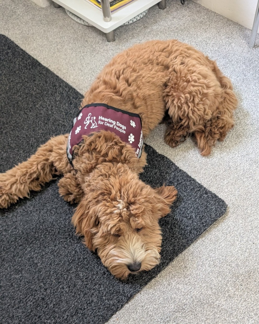 Hearing Dogs for Deaf People