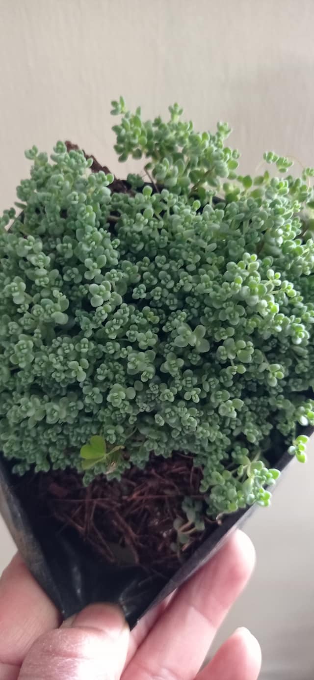 Sedum Dasyphyllum, rococó, etc... - La Señora de las Plantas