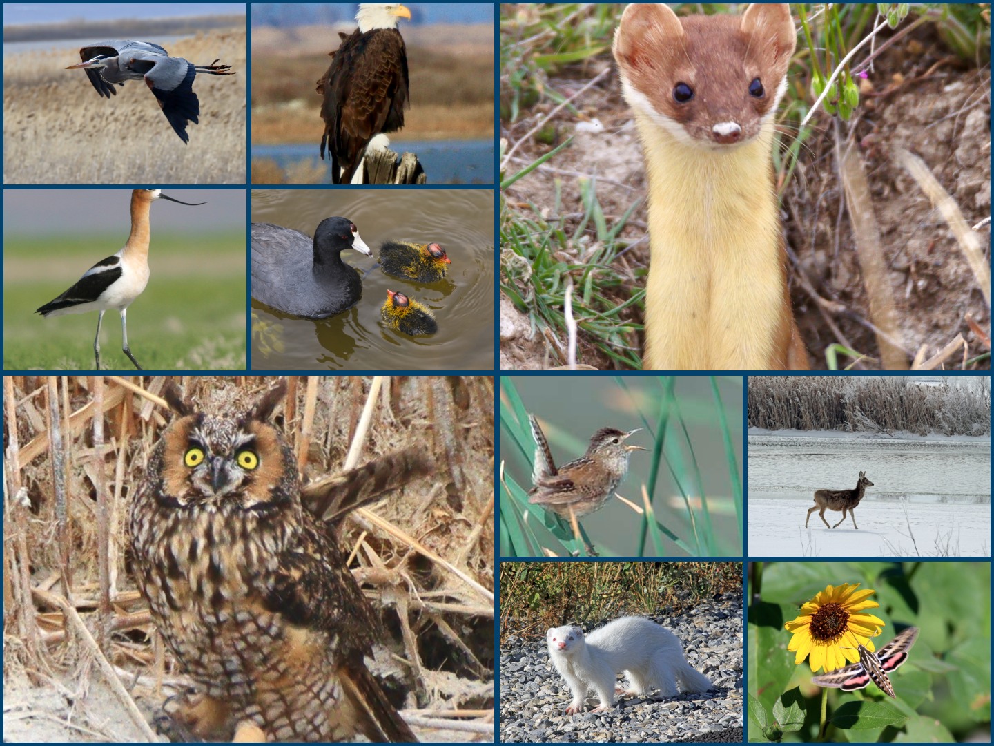 Bear - 🐦🦋Happy National Wildlife Day! 🦆🦉 At Bear River Migratory Bird ...