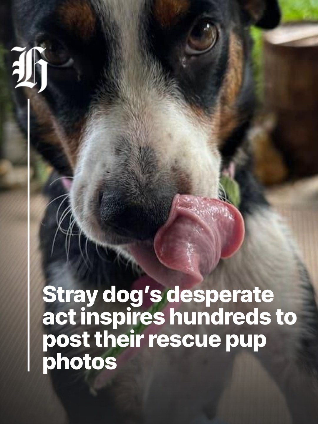 Curated visual reference: Inspires Staring Benchmarks Dog Reference: Nzherald Co Nz Katie Simon Found A Stray Dog And