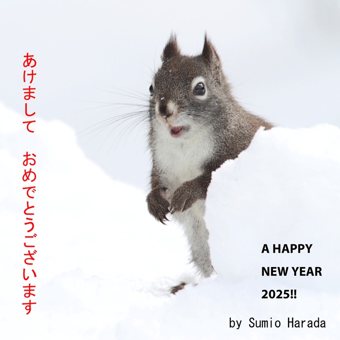 Wildlife Photographer Sumio Harada 原田純夫 (@photorocky) • Facebook