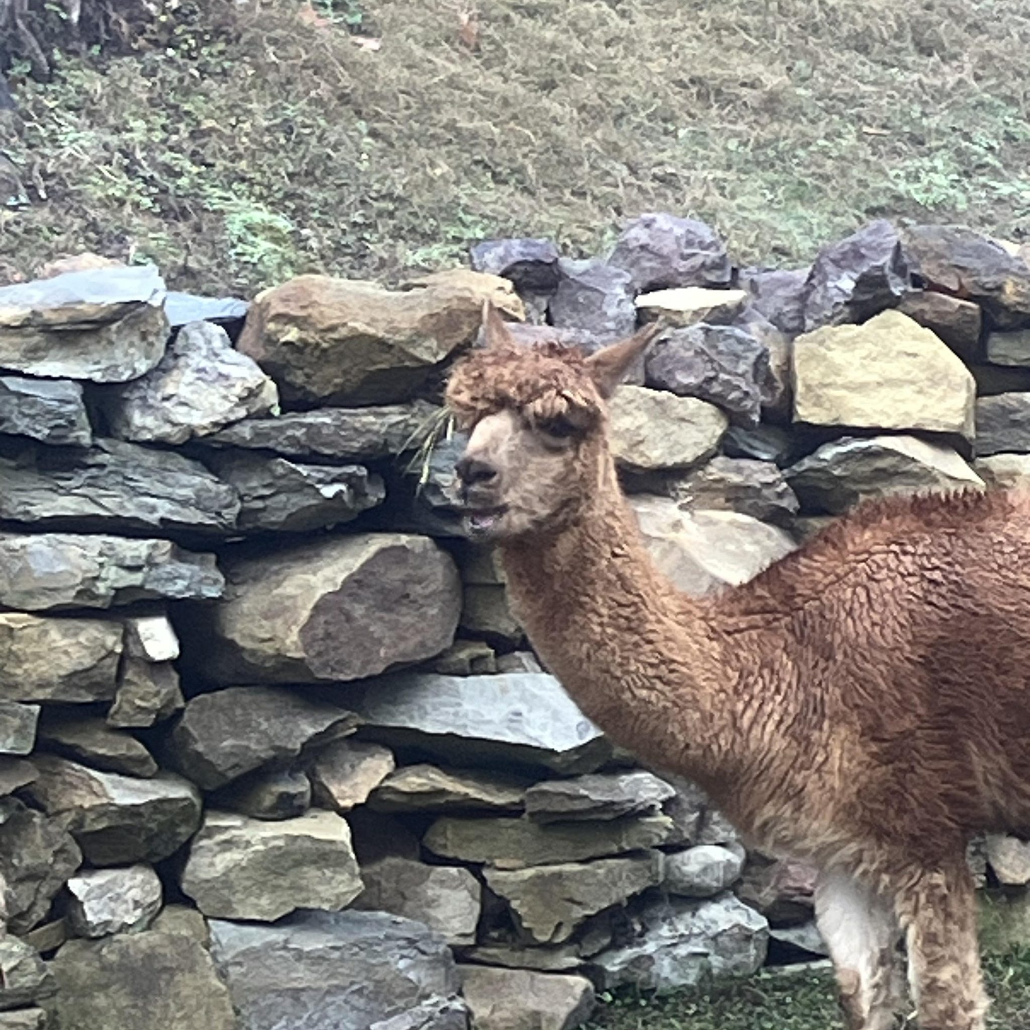 Silver Run Ranch Alpacas added... - Silver Run Ranch Alpacas