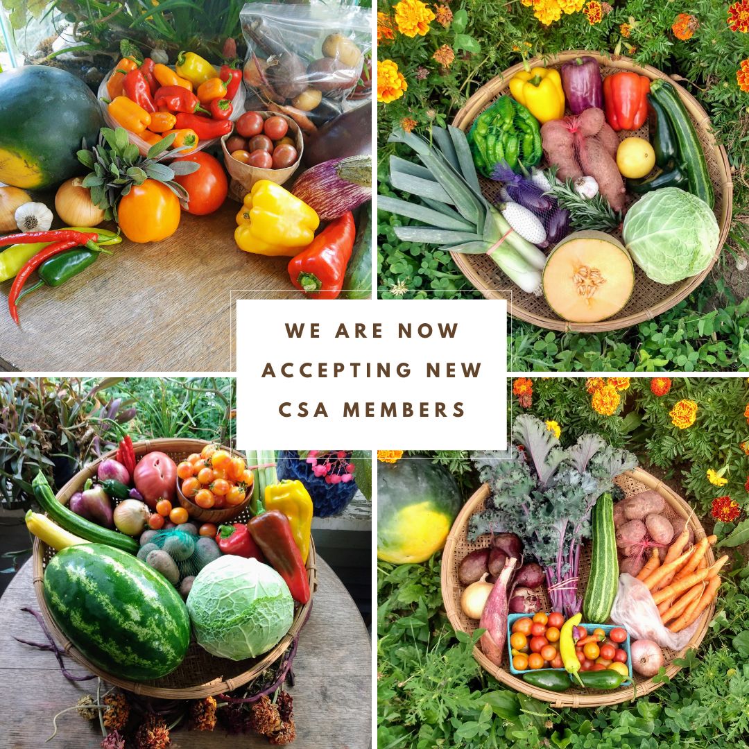 Join us in 2026! Joining a CSA is an... - Root to Rise Farm | Facebook