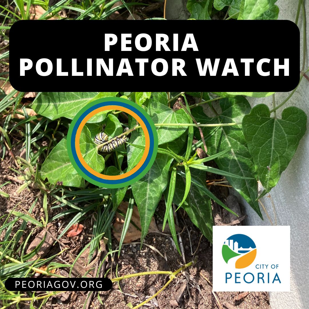 City - 🐛 Peoria Pollinator Watch! 🦋 This Monarch caterpillar was ...