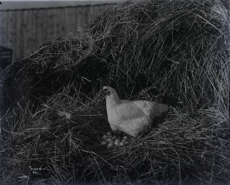 Picture of Washington - Asahel Curtis, a professional photographer, was ...