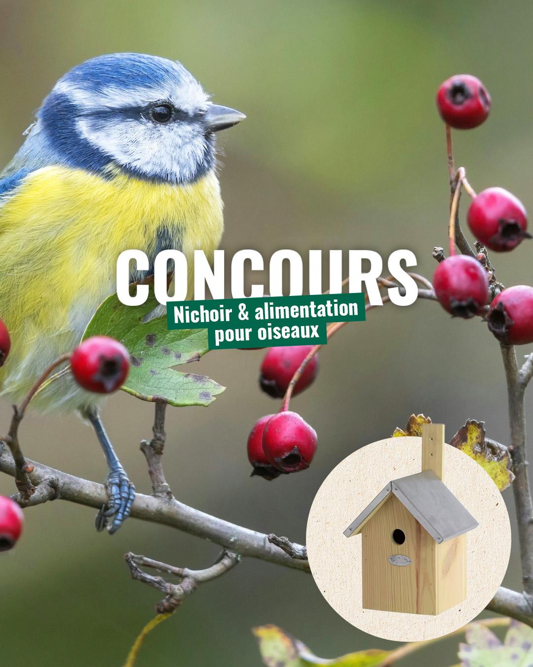 Sitemapcdatahttpwen2windecoocomeffaroucheur Oiseaux Gamm Vert