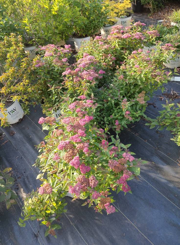 Bethany Plants and Produce