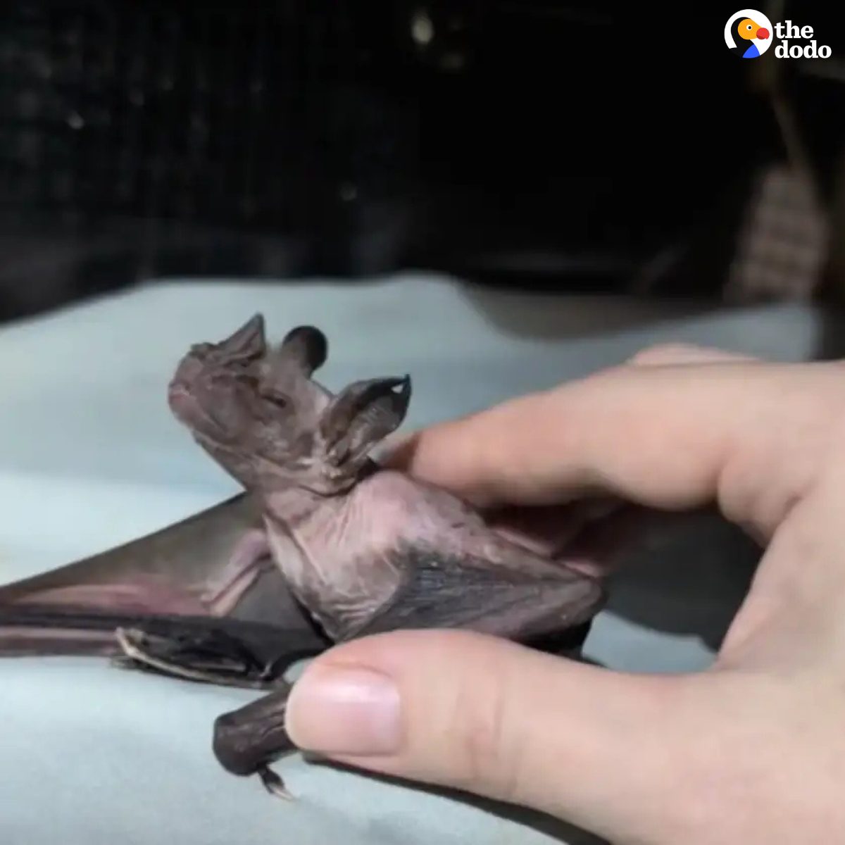The Dodo - This 20-year-old lab bat turns into an excited... | Facebook