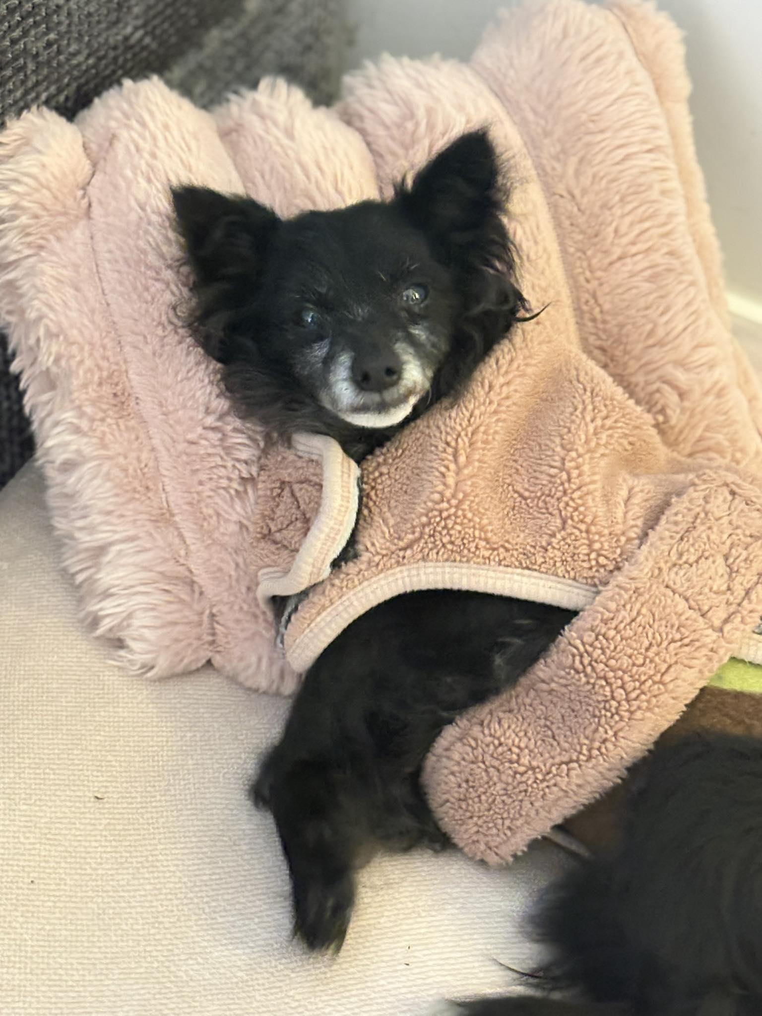 I visited the specialist... - "Paws for Thought" Rescue | Facebook