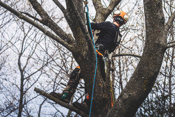Clark Tree | Dagsboro DE