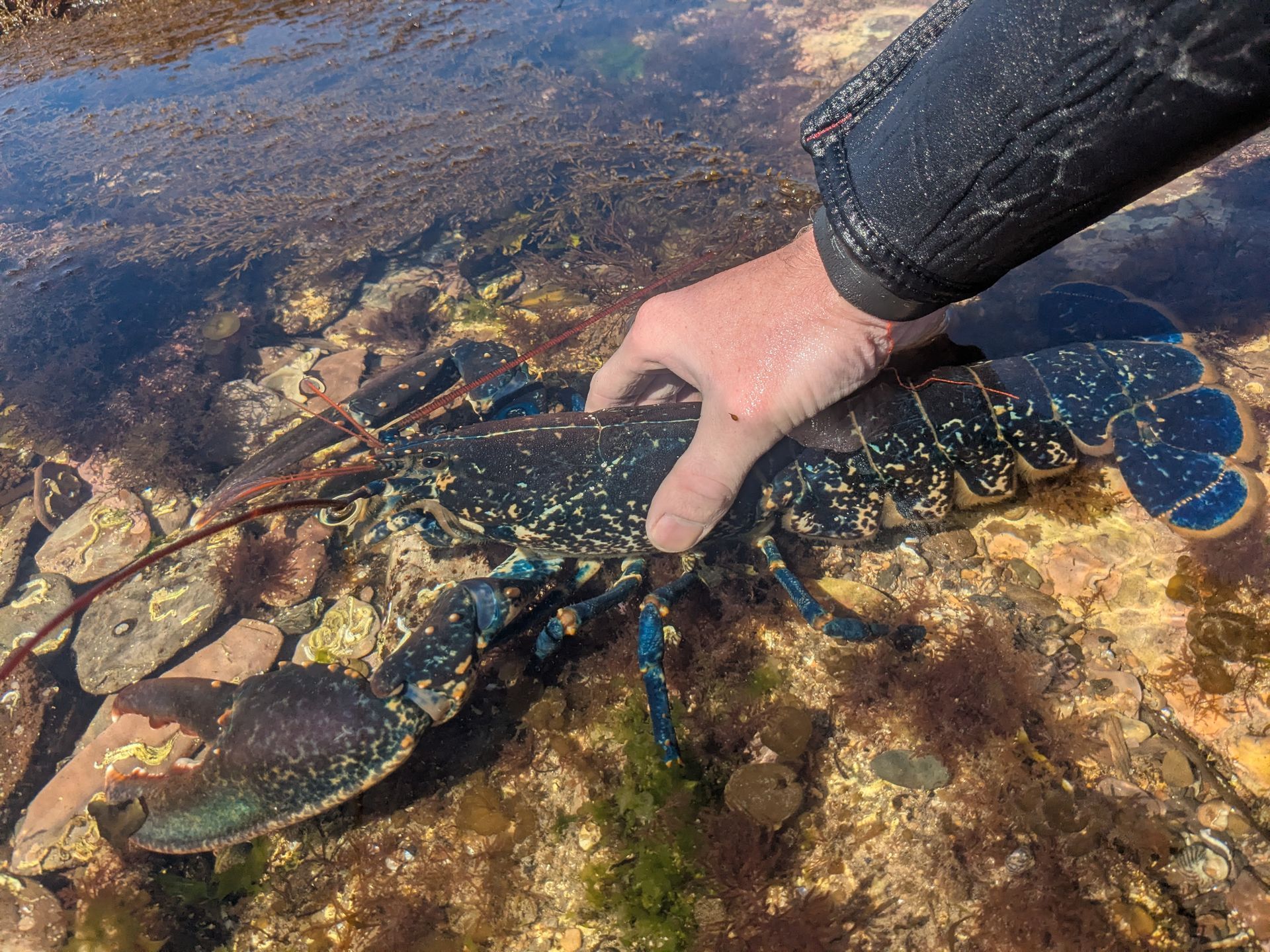 The common Lobster is a remarkable... - Devon Wildlife Trust | Facebook