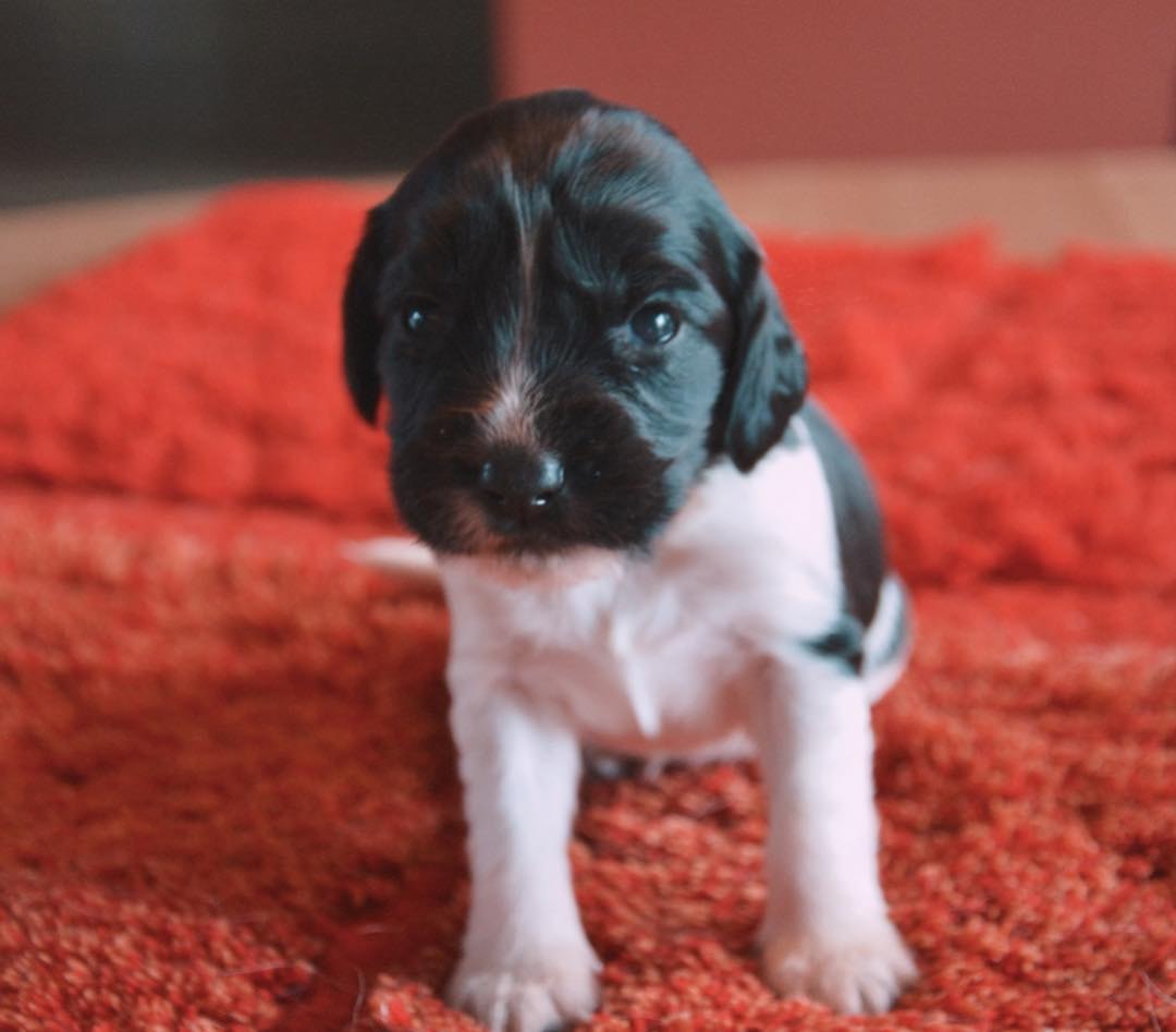Daniel English Springer Spaniel Home