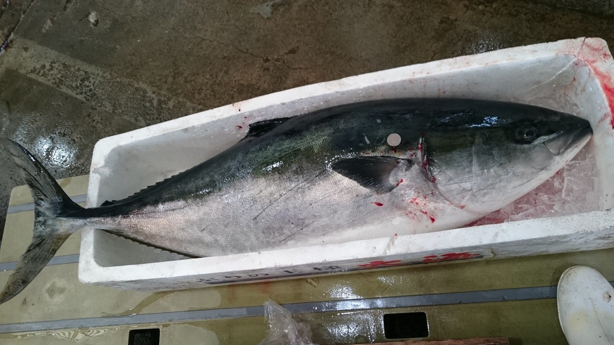愛海の恵み - 25kgのマグロ🐟のような養殖ブリGET!! ここまで貫禄のある養殖ブリは初めて見ました。... | Facebook