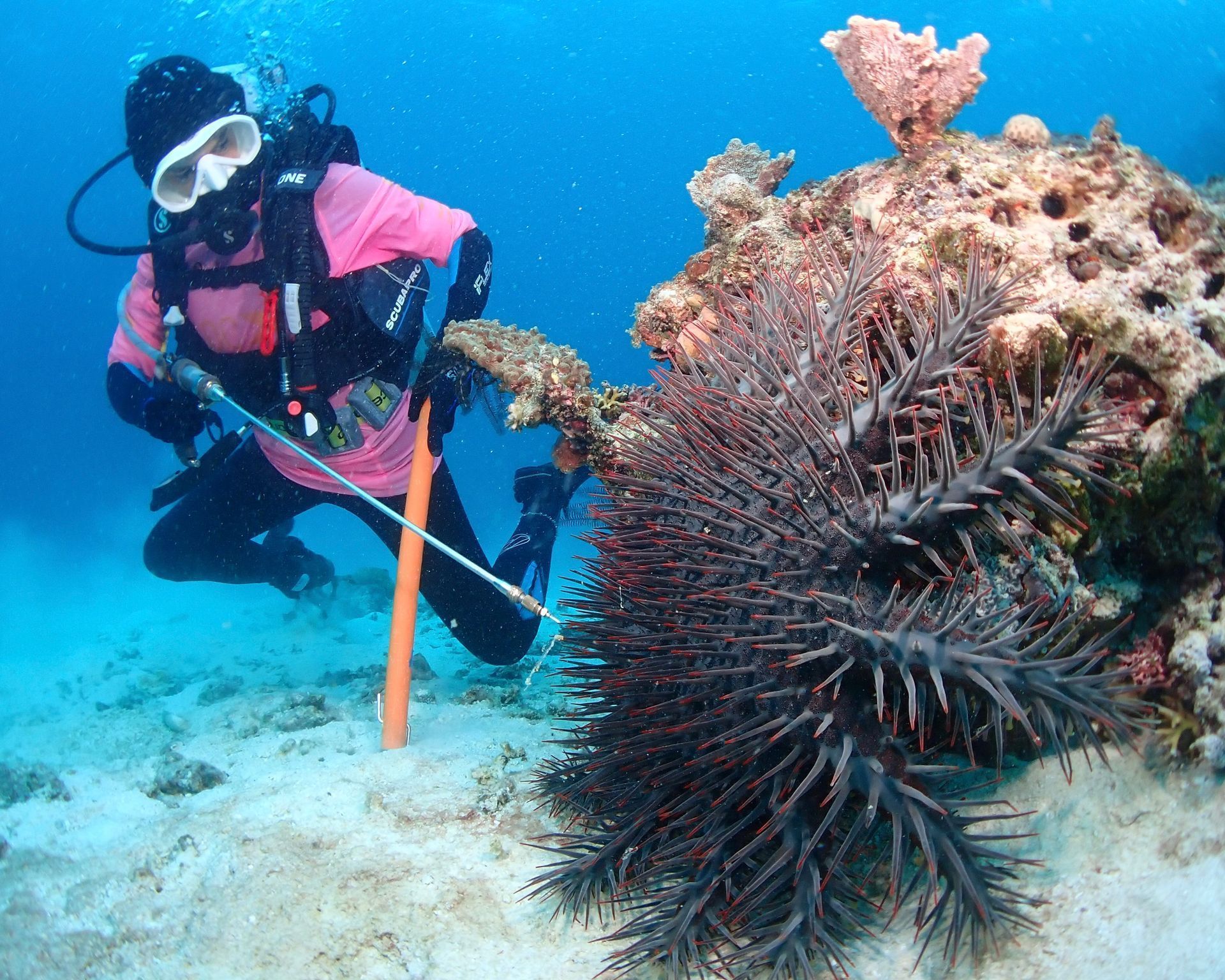 INLOC - Culling COTS from surface to depth 🏊‍♂️ Our divers adapt their ...