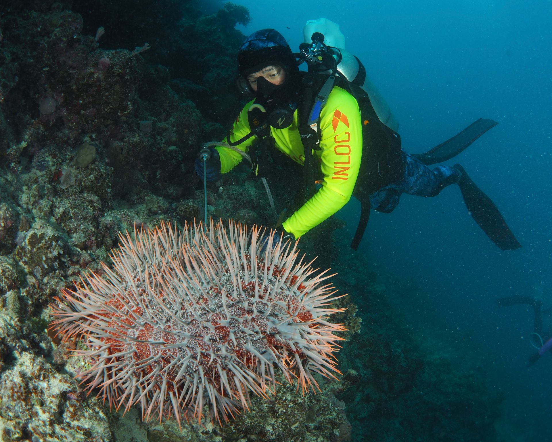 INLOC - Culling COTS from surface to depth 🏊‍♂️ Our divers adapt their ...