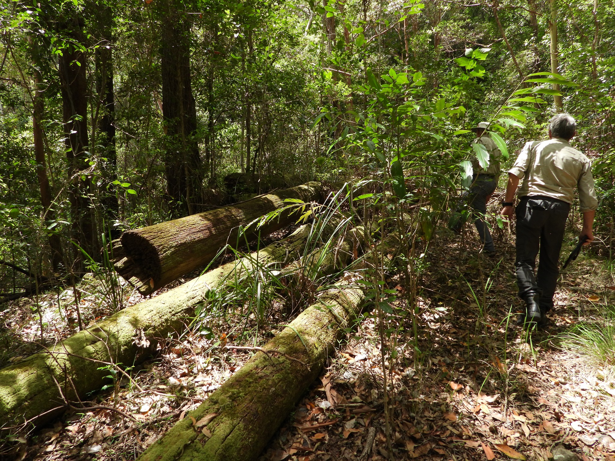 Springbrook Rescue - World Heritage Rainforests