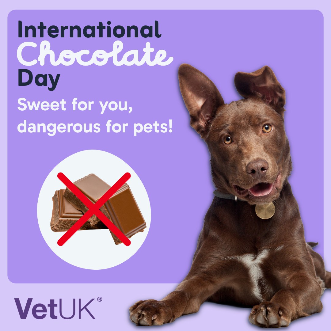 Limiting Chocolate Intake In Pets Reference: Vetuk International Chocolate Day Reminder We Love