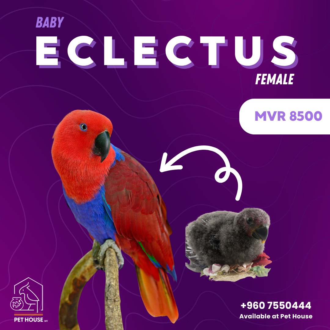 Pet House MV - 🦜 New Bird Arrivals! Our latest batch of... | Facebook