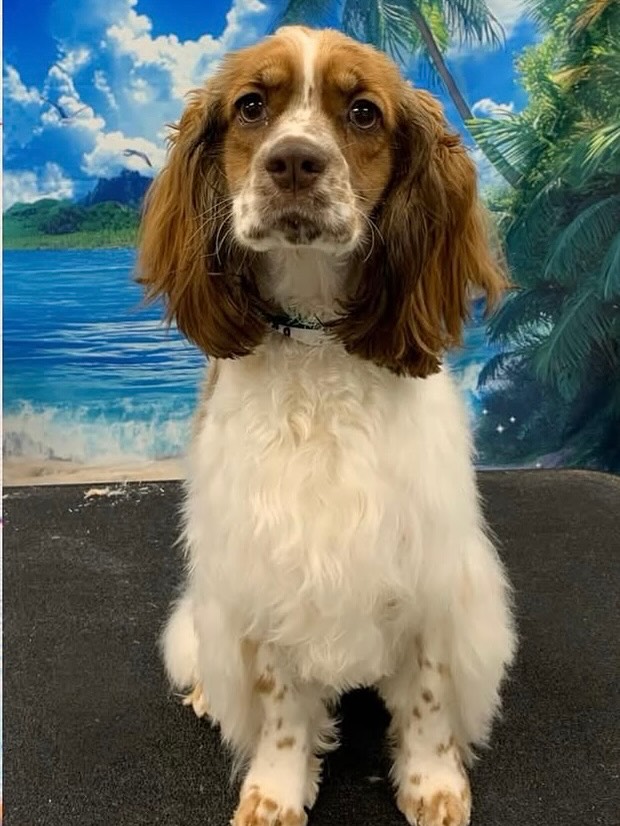 Cocker Spaniel Adoption Center - www.cockeradoptions.org