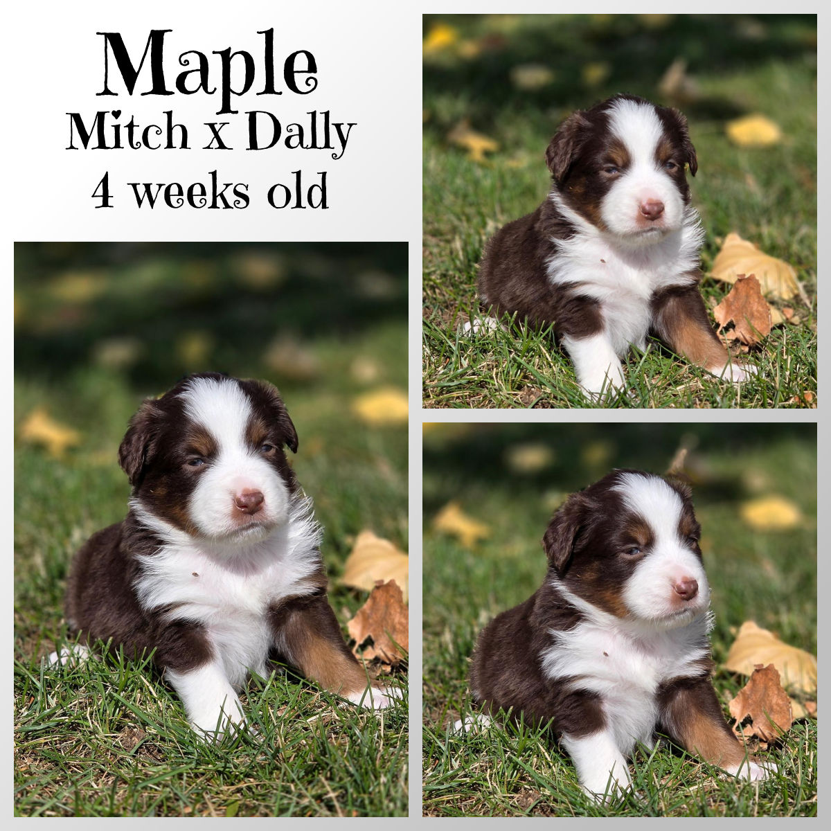 Wiggle - Maple ~ Red Tri Female 2lbs 9oz @ 4 weeks old | Facebook