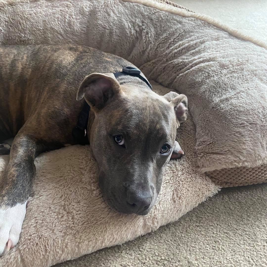 ADOPTED Kaine 6 months 50lbs... - Sandy Paws Rescue Inc. | Facebook