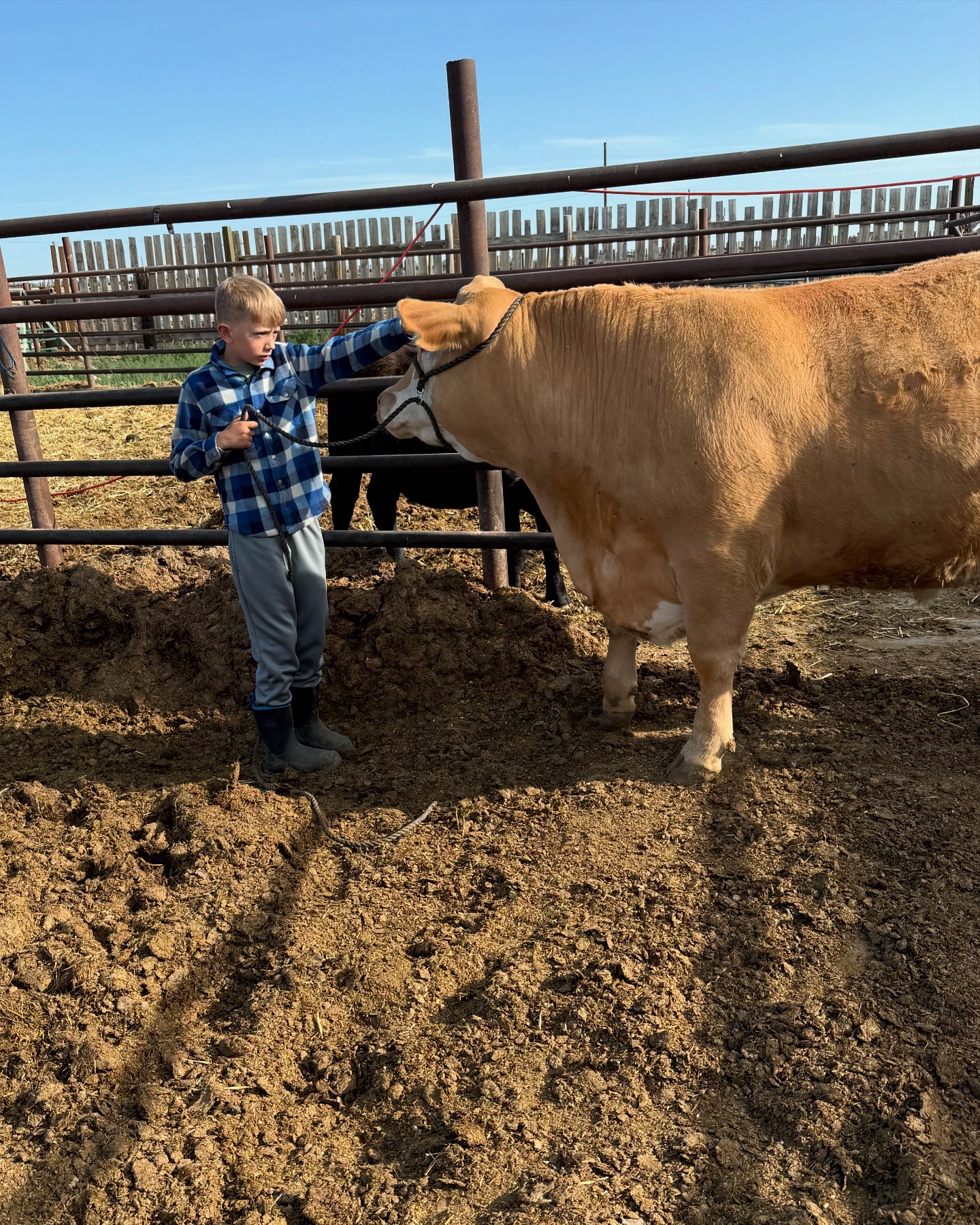 DeBruycker Charolais added a new photo. - DeBruycker Charolais