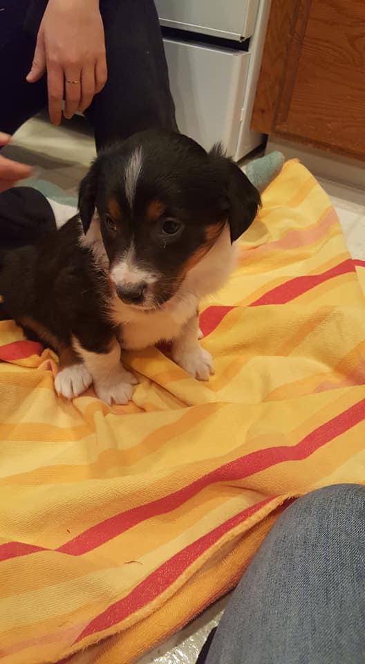 Old Time Farm Dog English Shepherds | Hudsonville MI