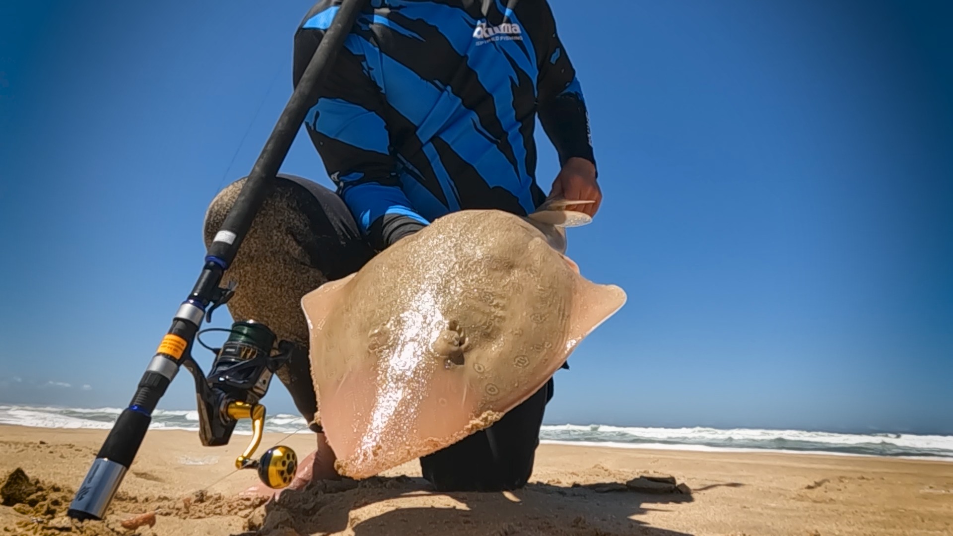 Okuma - The Lesser Sand Shark (Lesser Guitarfish) The Lesser is a ...