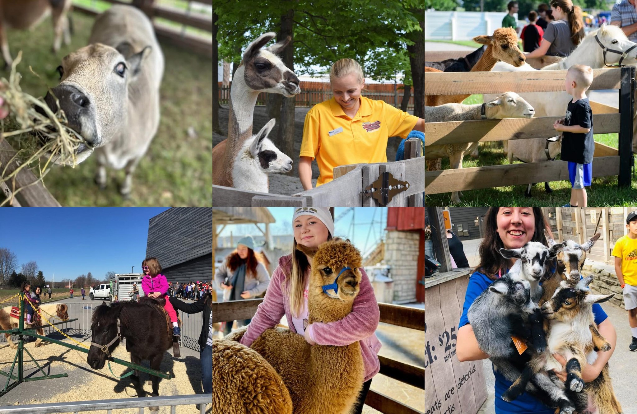Honey Hill Farm Mobile Pony Rides and Petting Zoo
