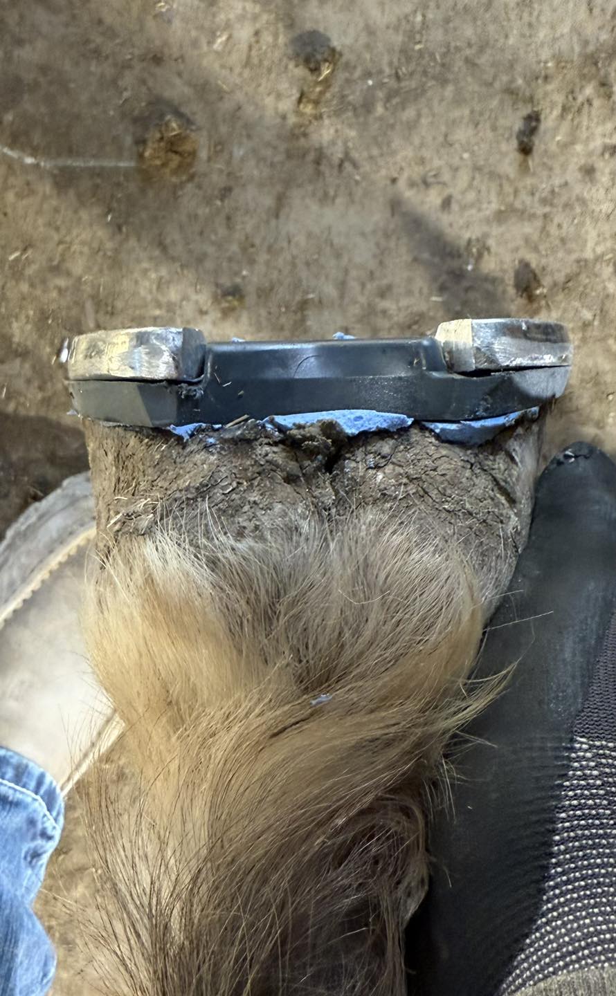White Bear Farrier Service | Chamberlain SD