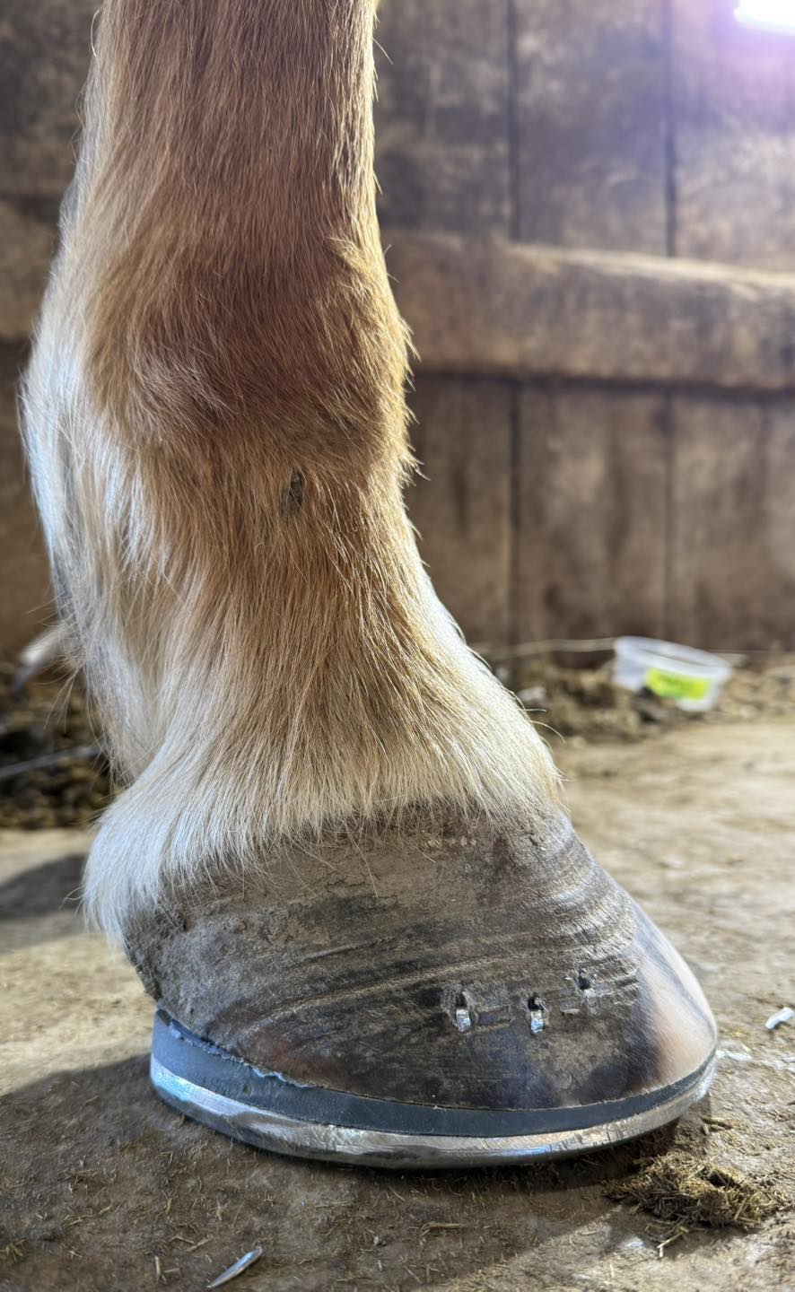 White Bear Farrier Service | Chamberlain SD