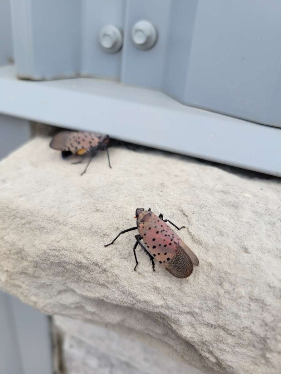 Belmont - TODAY'S TIDBIT - Spotted Lanternfly The Spotted Lanternfly is ...