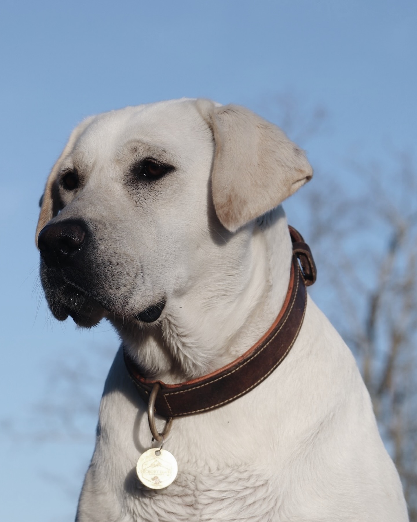 Hickory Bluff Labradors LLC... - Hickory Bluff Labradors LLC