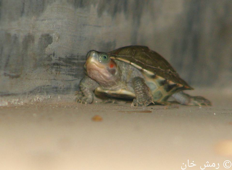 Pakistan Turtles Club | Islamabad