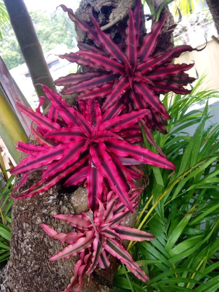 Cryptanthus 'Love Potion # 9' ready to bloom.