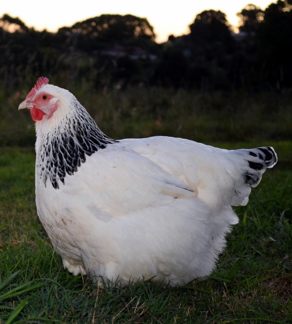 Northern Rivers Poultry