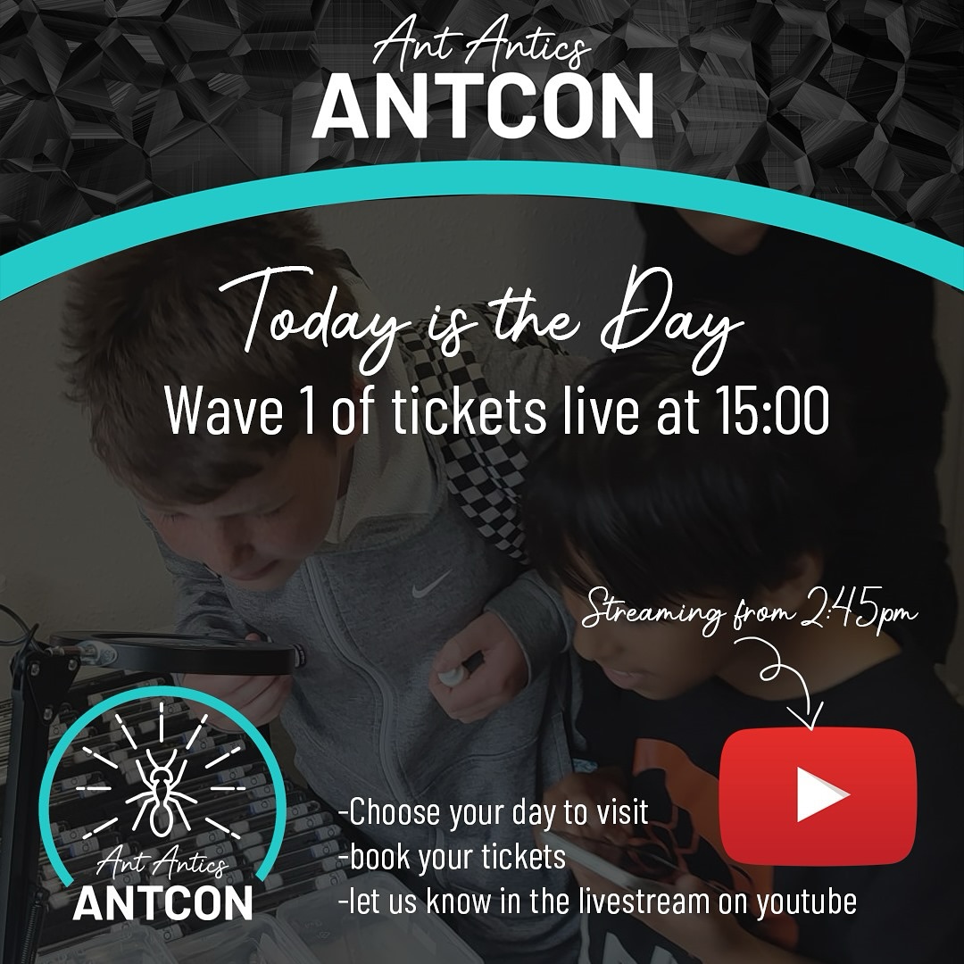 Ant Antics | Carmarthen
