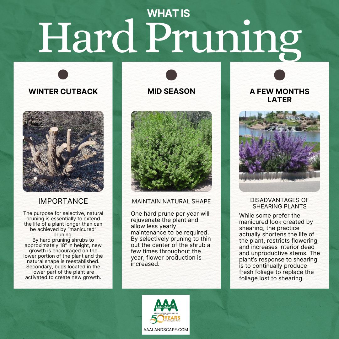 AAA - Curious about the benefits of hard pruning? Let's dive into why ...