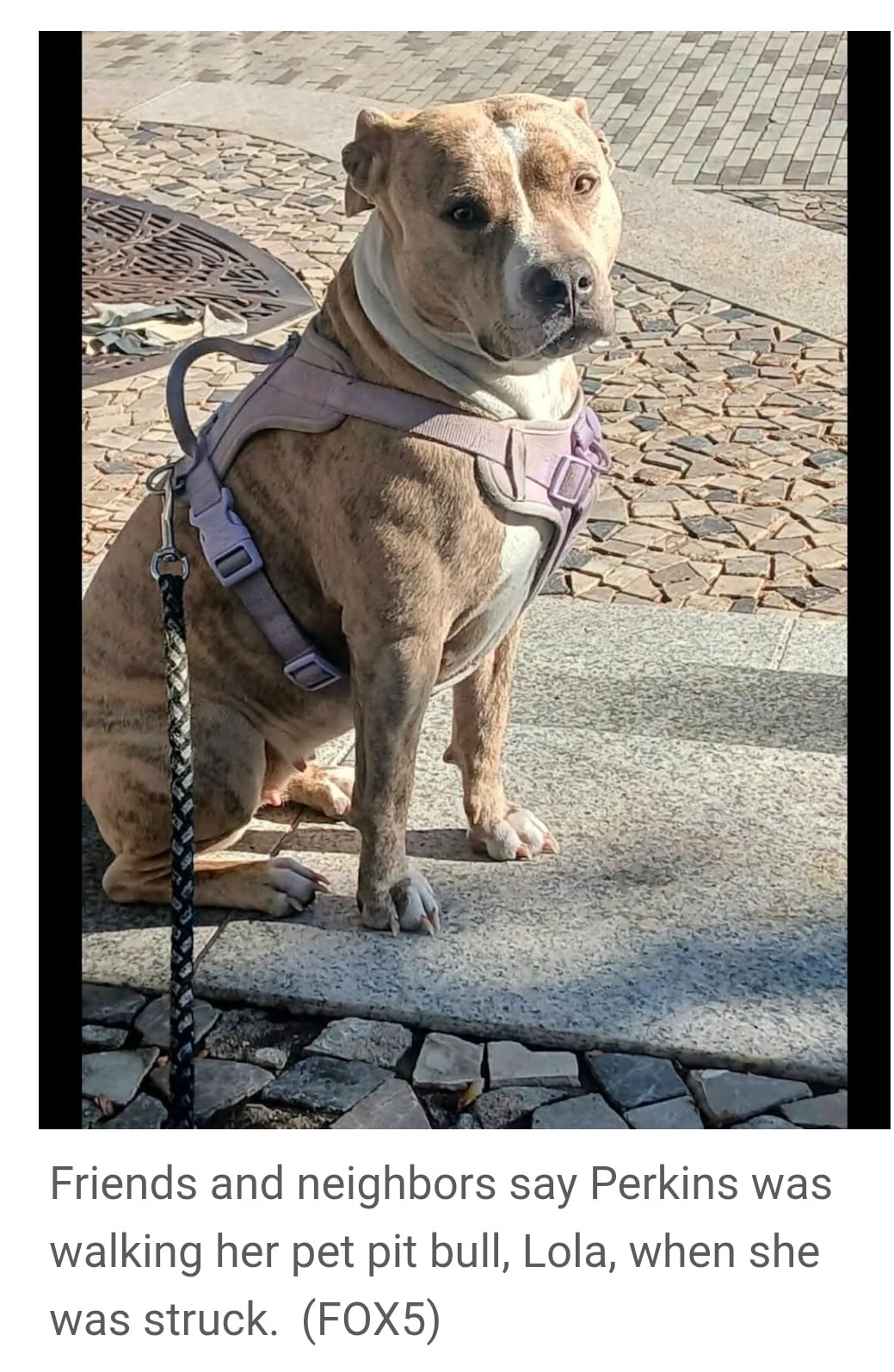 Many Paws is aware of... - Many Paws Volunteer Transport Team | Facebook