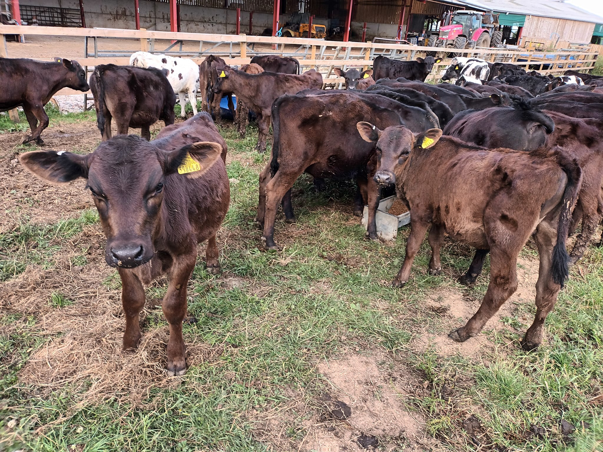C and A Reeves - 50 Angus weanlings available, all from... | Facebook