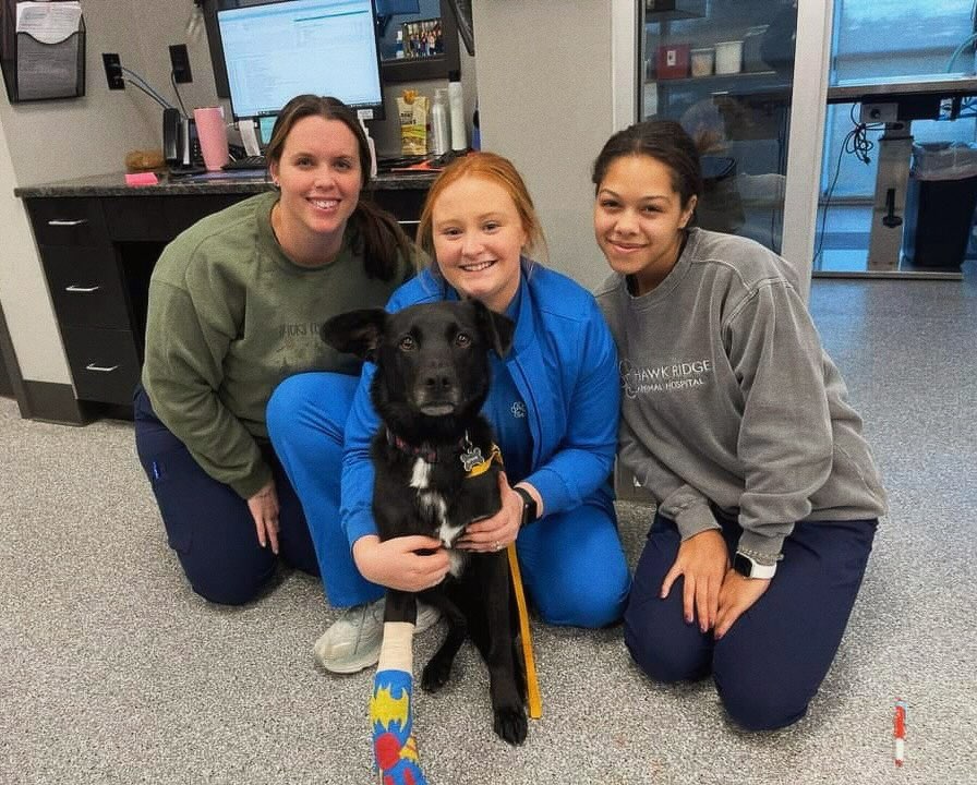Hawk Ridge Animal Hospital | Lake Saint Louis MO