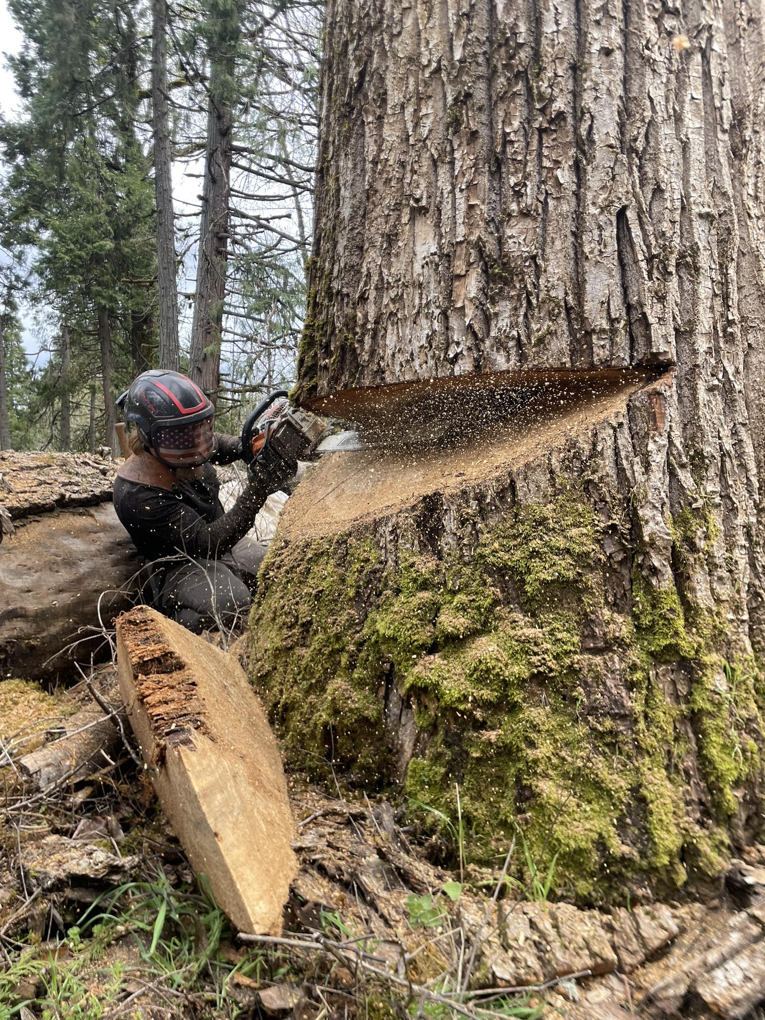 Patriot Tree Service LLC | Creswell OR
