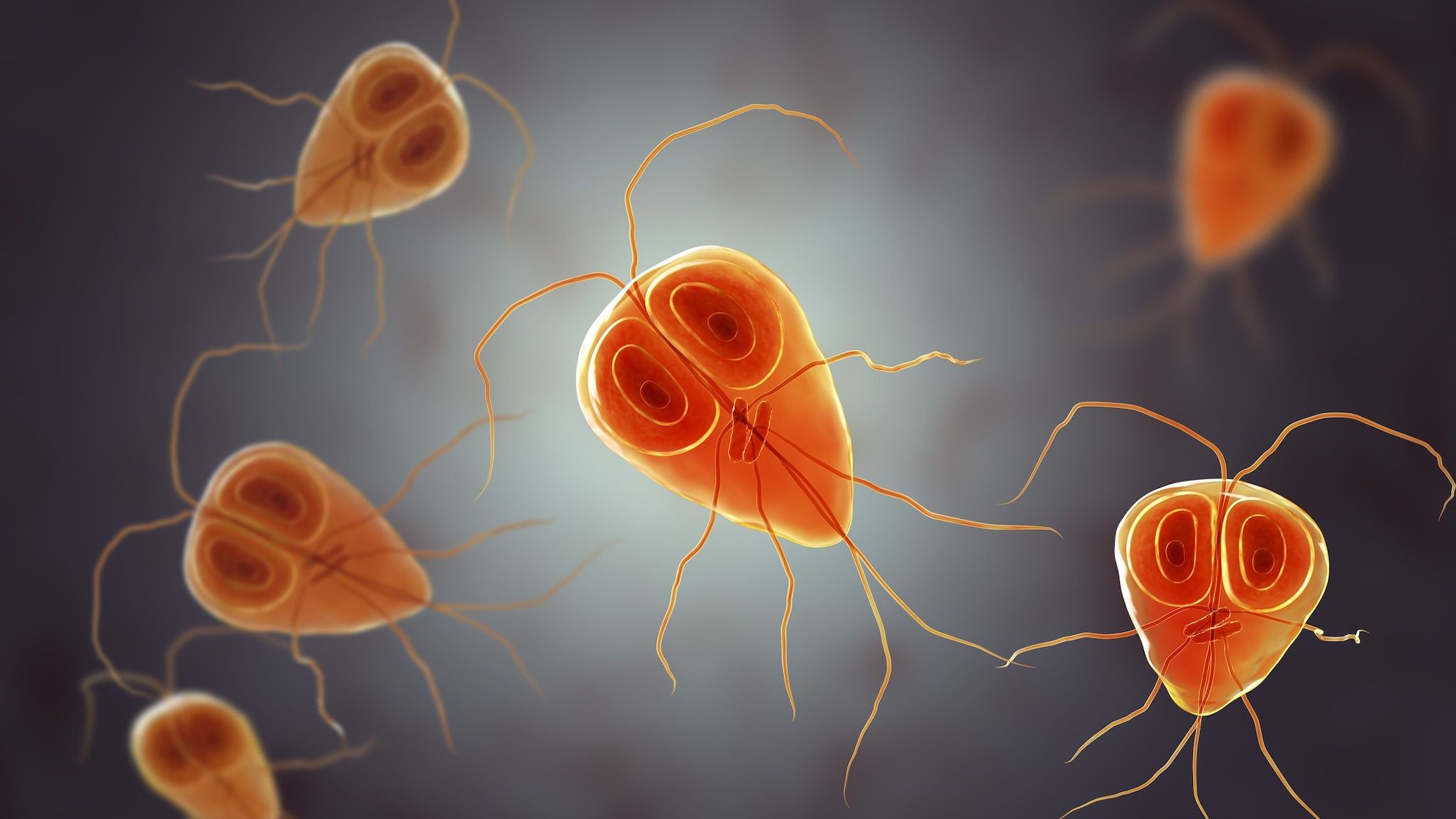 Plains - 🐾 Giardia Alert! We have been seeing an uptick in Giardia ...