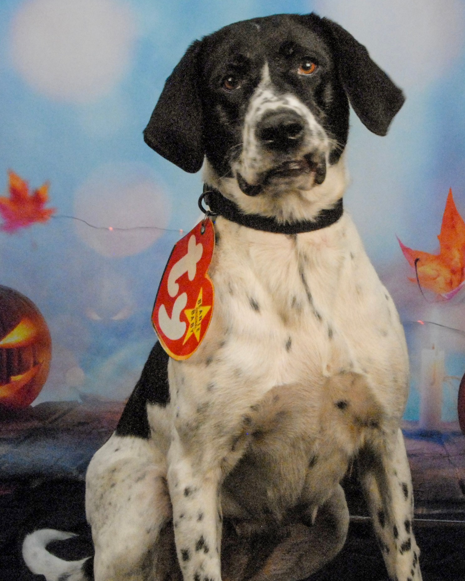 Oreo, 6 year old Pointer mix, is... - Avery Humane Society | Facebook