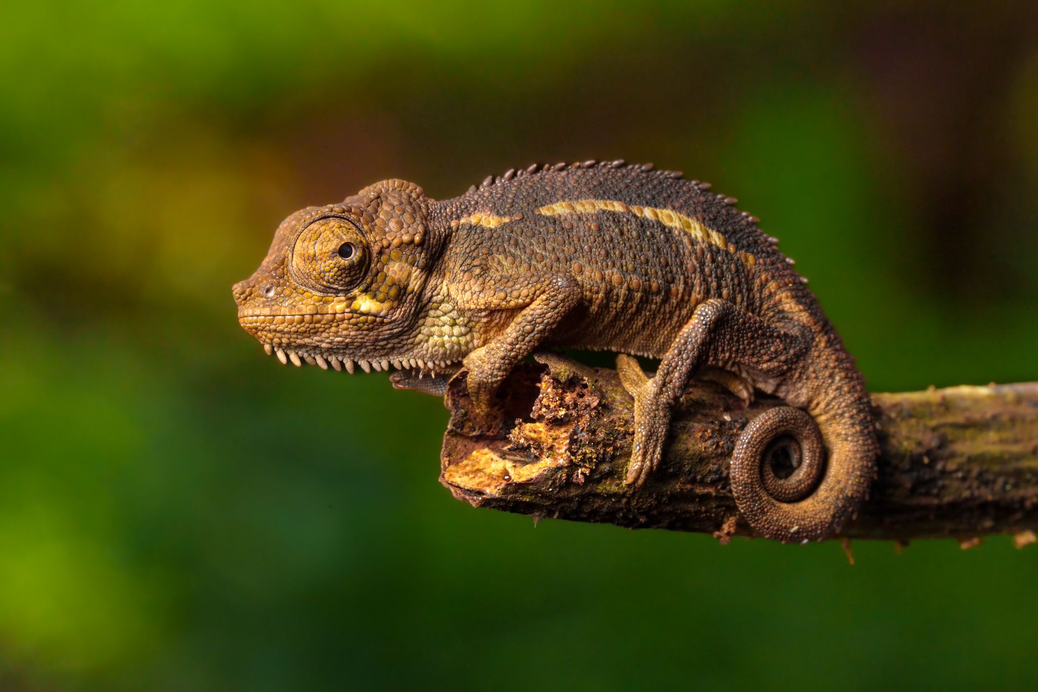 Baby helmeted Chameleons are pretty dang adorable! Photographed