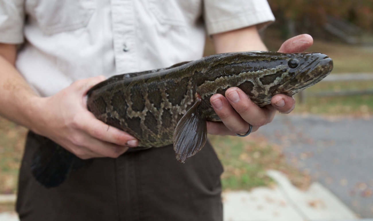 Invasive snakehead fish caught in Medford Lakes, NJ