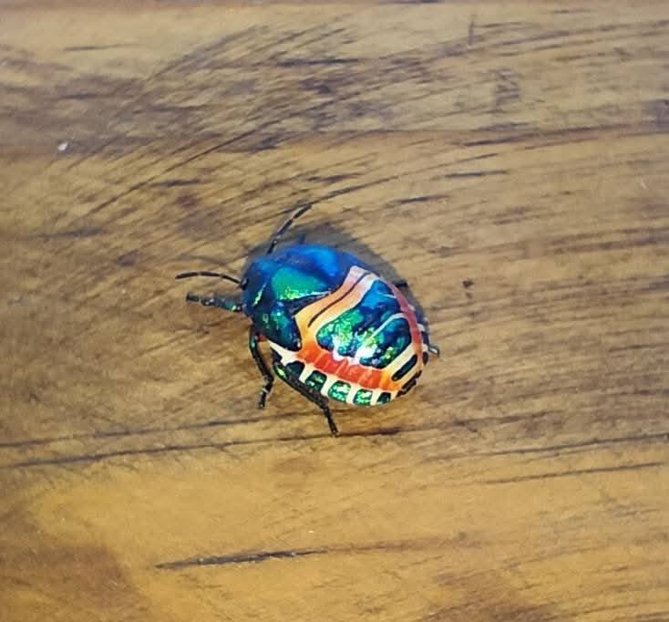 Julodis viridipes, an amazing buprestid from the Republic of South