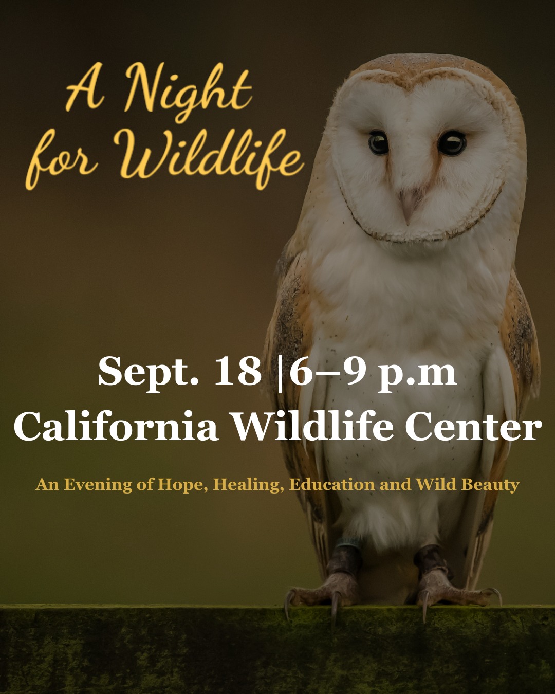 City - Join us in celebrating the California Wildlife Center's mission ...