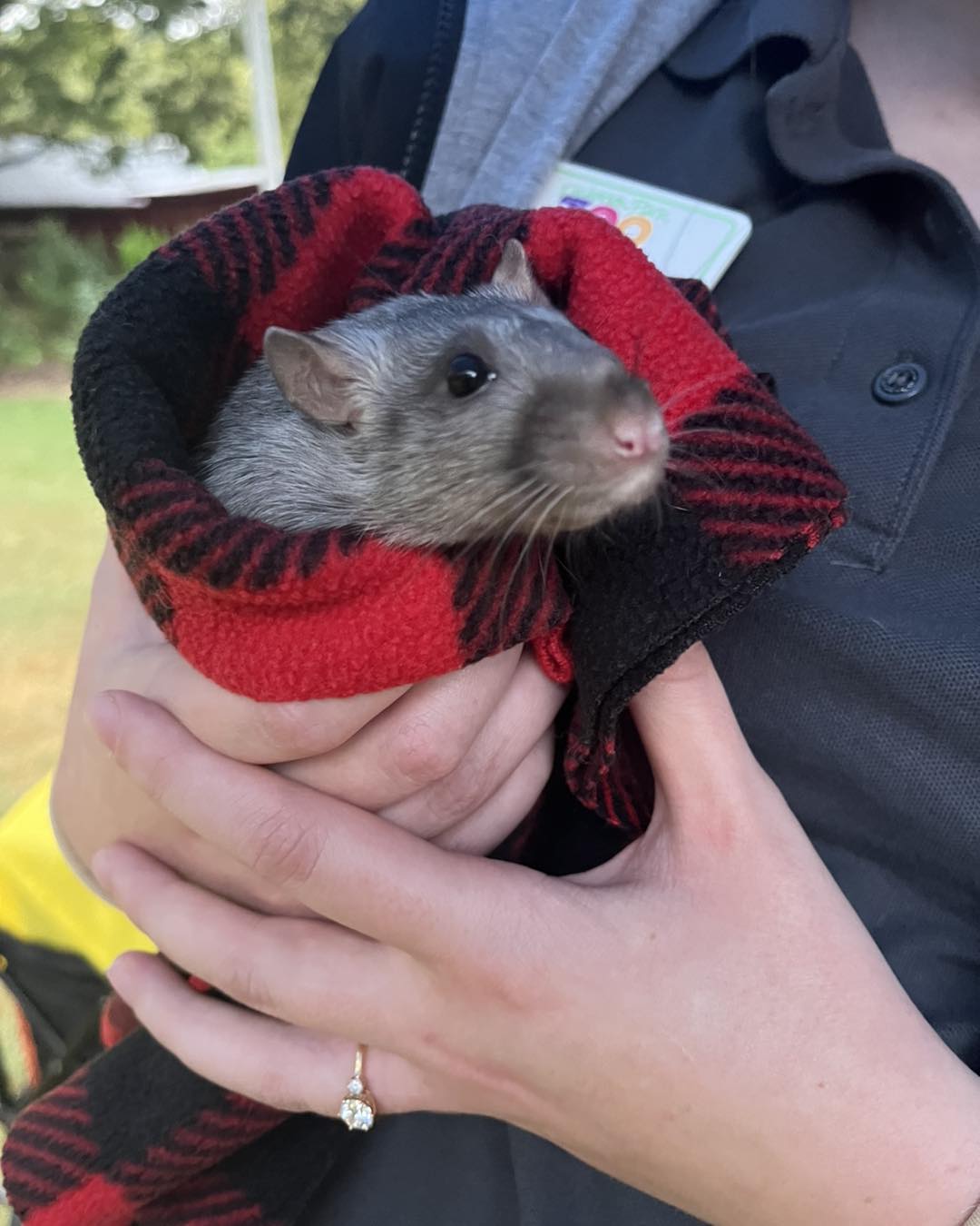 Rat Wrap: Grover knows a snuggly blanket makes everything better.